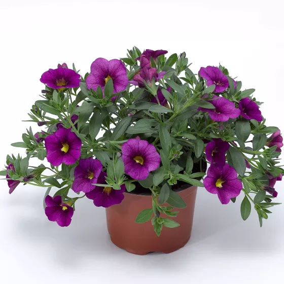 Cabrio™ Grape