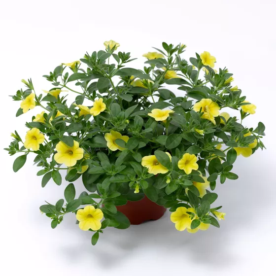 Cabrio™ Yellow