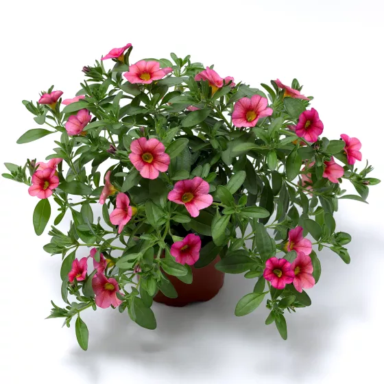 Callie® Coral