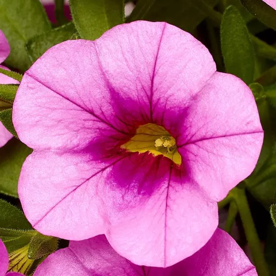 Callie® Pink with Eye