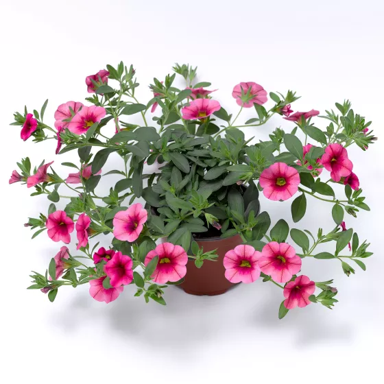 Callie® Strawberry