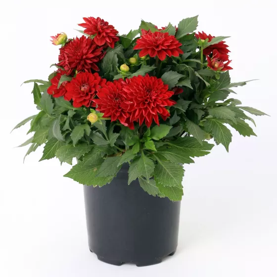 Grandalia™ Dark Red