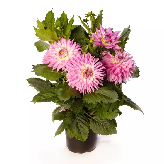 Karma Amanda Violet White Bicolor