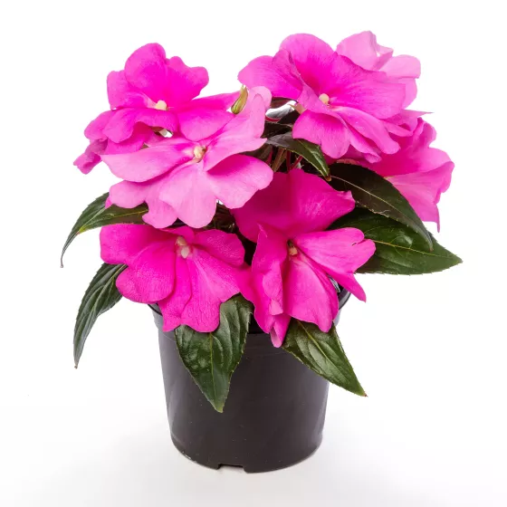 Spectra™ Pink