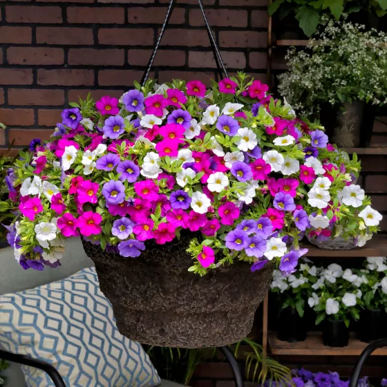 Callie® Patio Selfie™ Mix