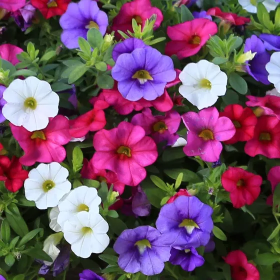 Callie® Patio Selfie™ Mix