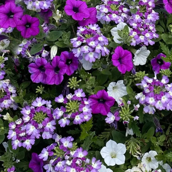 Dekko™ Lavender Twist™ Mix