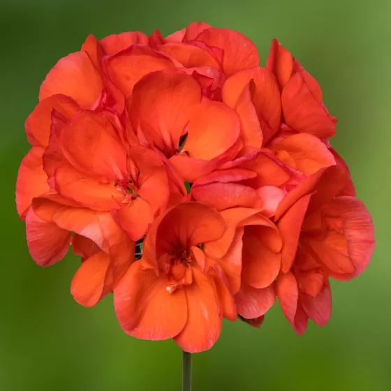 Americana® Dark Salmon