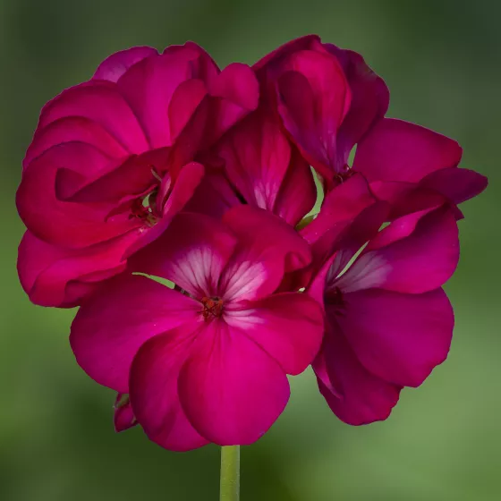 Rocky Mountain™ Deep Rose