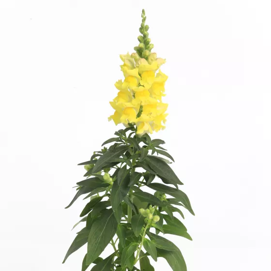 Snaptastic™ Yellow