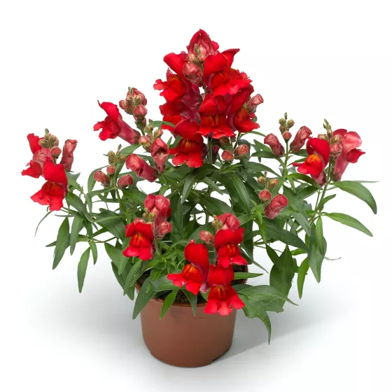 Snaptini™ Scarlet