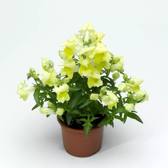 Snaptini™ Yellow