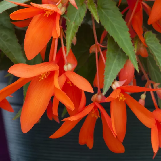 Bossa Nova™ Orange
