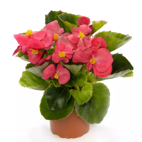 Bada Bing® Rose