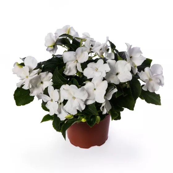 Imara® XDR White