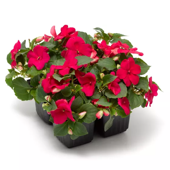 Imara® XDR Rose