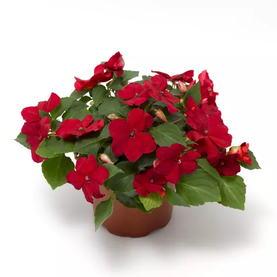Imara® XDR Red