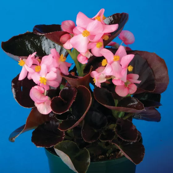 Eureka™ Bronze Leaf Pink