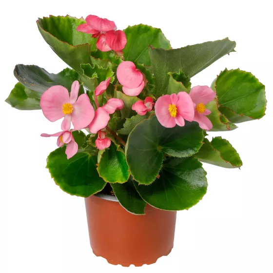 Eureka™ Green Leaf Pink