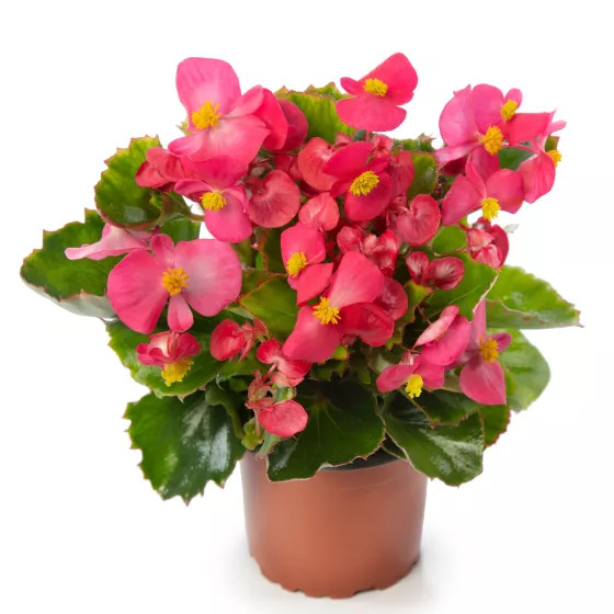 Eureka™ Green Leaf Rose