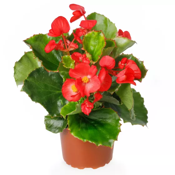 Eureka™ Green Leaf Scarlet
