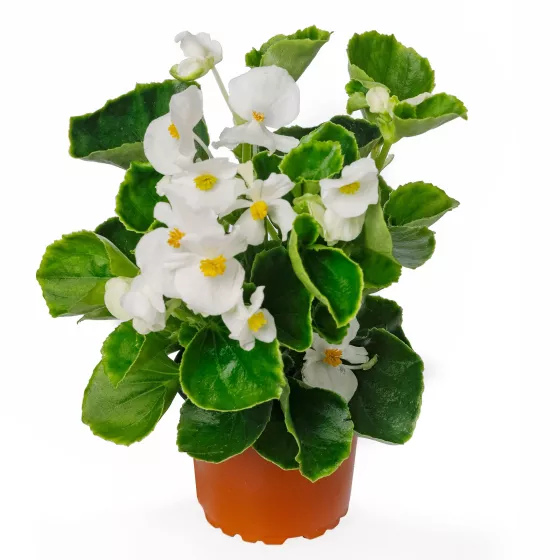 Eureka™ Green Leaf White