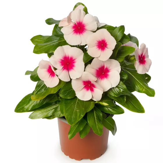 Cora® Cascade XDR Apricot