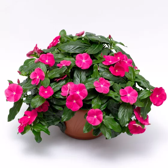 Cora® Cascade XDR Bright Rose