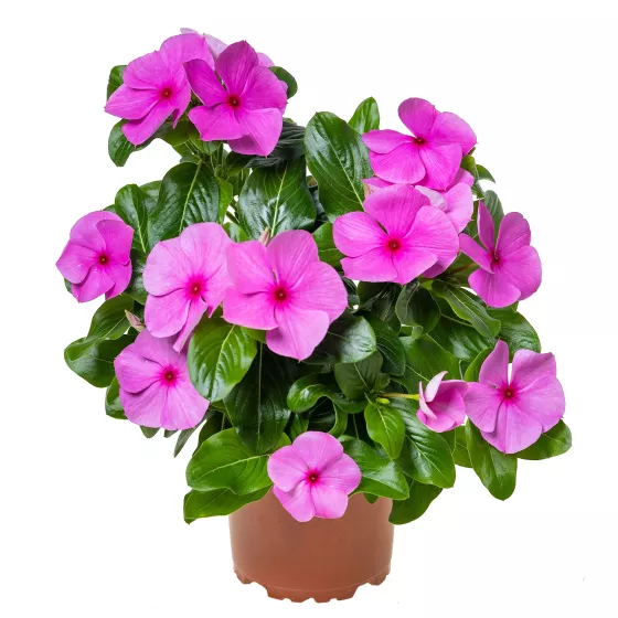 Cora® Cascade XDR Lilac