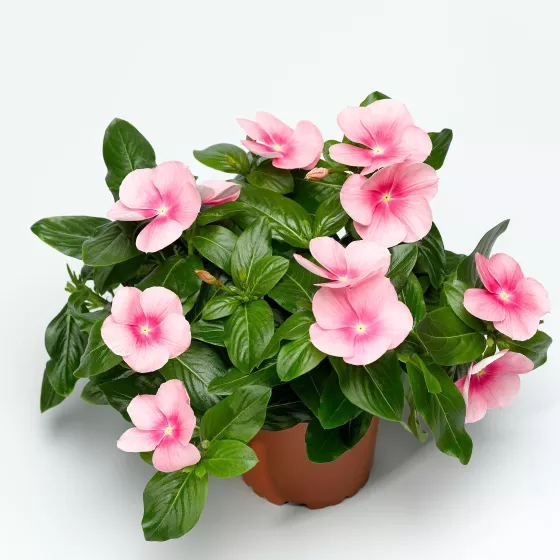 Cora® Cascade XDR Shell Pink