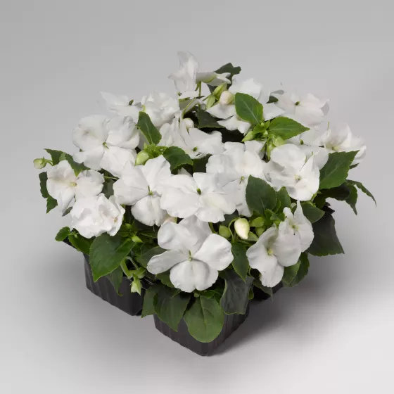 Accent™ Premium White