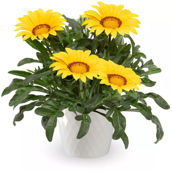 Kiss™ Yellow