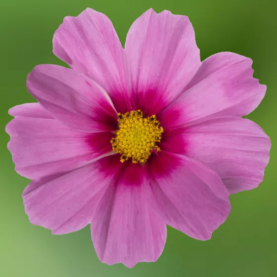 Apollo™ Pink Blush