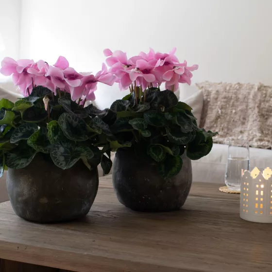 Fleur En Vogue™ Pink