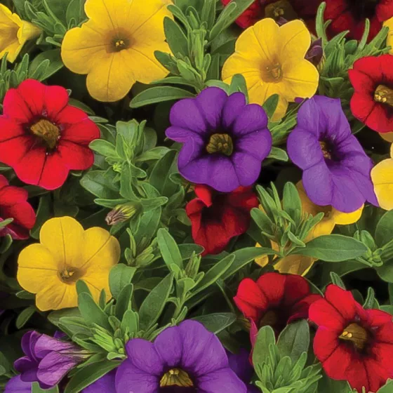 Callie® Color Wheel™ Mix Imp.