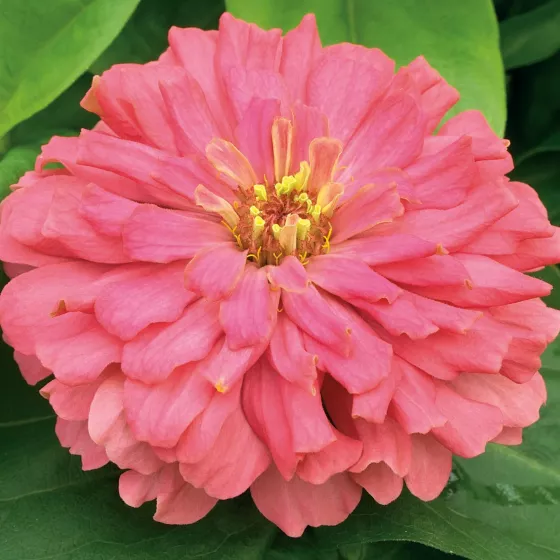 Short Stuff™ Coral