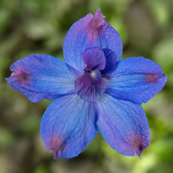 Hunky Dory™ Blue