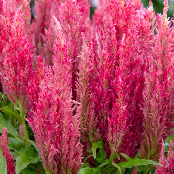 Bright Sparks™ Pink