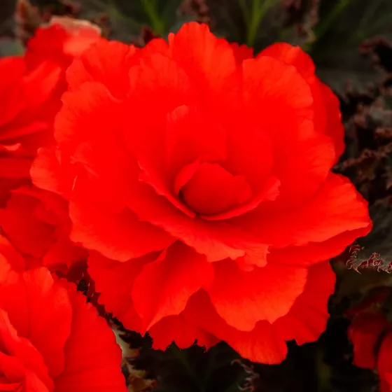 iCandy™ Red