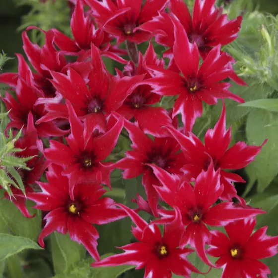 Popstars™ Red | Syngenta Flowers