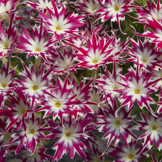 Popstars™ Rose with Eye | Syngenta Flowers