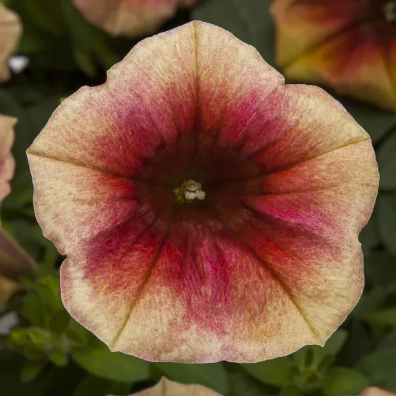 Fun House™ Peach Melba | Syngenta Flowers