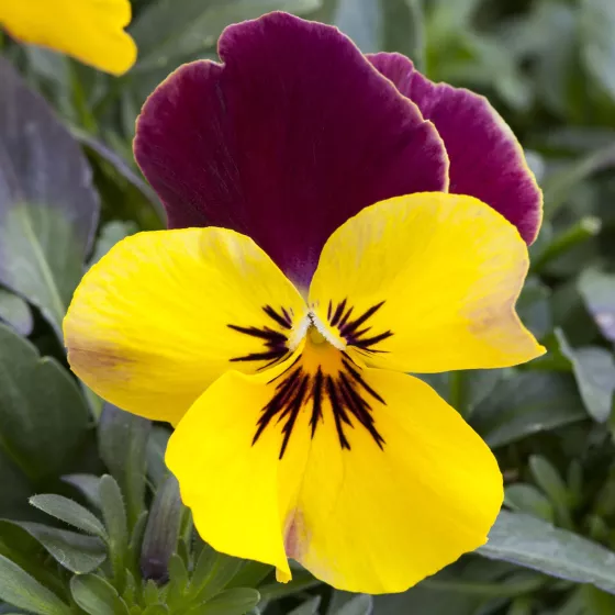 Freefall™ XL Red Wing | Syngenta Flowers