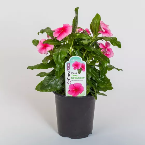Cora® XDR Deep Strawberry | Syngenta Flowers