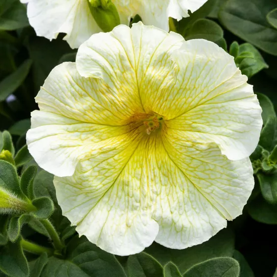 Prism™ Sunshine | Syngenta Flowers