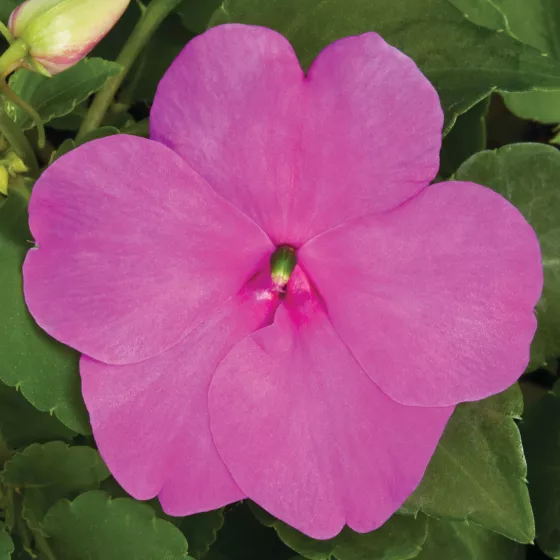 Xtreme™ Lilac | Syngenta Flowers