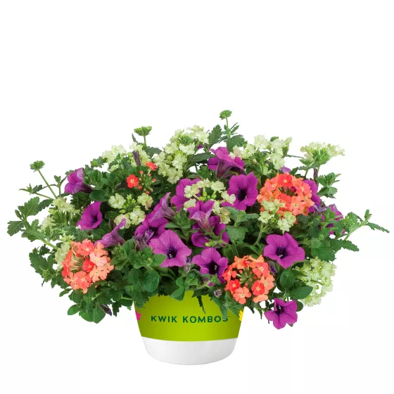 Mai Tai™ Mix | Syngenta Flowers