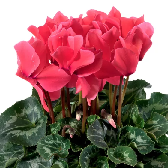 Eco™ Salmon | Syngenta Flowers