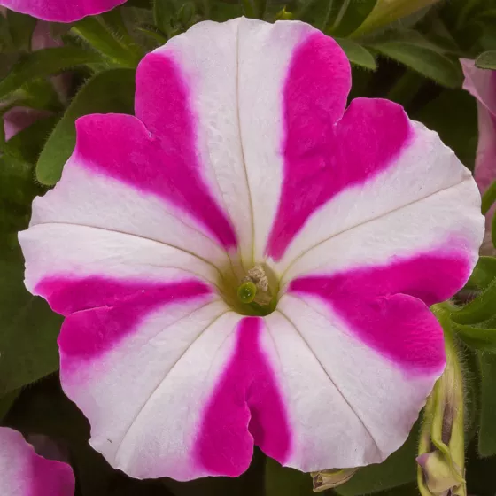 FotoFinish® Rose Star