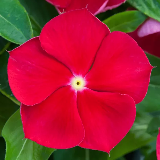 Blockbuster™ Red With Eye